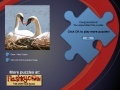 Spēle Swans Puzzle