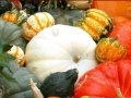 Spēle Hidden Objects: Pumpkin Show