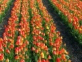 Spēle Jigsaw: Tulip Field