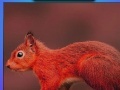 Spēle Red summer squirrels puzzle