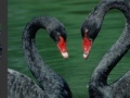 Spēle Black Swans