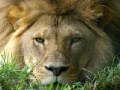 Spēle African Lion