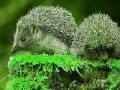 Spēle Green Hedgehogs: Puzzle