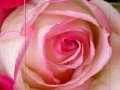 Spēle Pink Rose