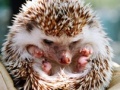 Spēle Small hedgehog