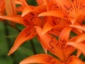 Spēle Jigsaw: Orange Lilies