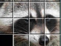 Spēle Raccoon Puzzles