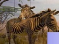 Spēle Zebras in The Desert: Slide Puzzle