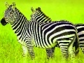Spēle Green Safari: Zebras Puzzle