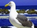 Spēle Seagulls In The Ocean: Puzzle