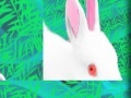 Spēle Rabbit: Puzzle