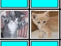Spēle Fuzzy Memory: Kittens
