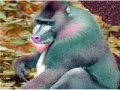 Spēle Elderly Tired Baboon Puzzle