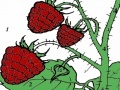 Spēle Red berry garden coloring