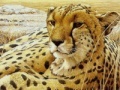 Spēle Leopard