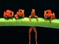 Spēle Brave acrobat frogs slide puzzle