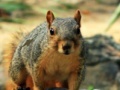 Spēle Hidden Animals: Squirrels