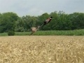 Spēle Pheasant Hunting