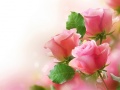 Spēle Pink Roses