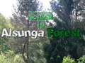 Spēle Return To Alsunga Forest