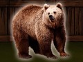 Spēle Save The Grizzly Bear
