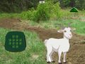 Spēle Goat Find The Child