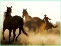 Spēle Cowboy Horses Sliding