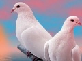 Spēle Lovely white doves slide puzzle