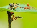 Spēle Little ant and leaf slide puzzle