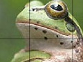Spēle Sweet Green Frog Slide Puzzle