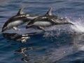 Spēle Dolphins Sliding Puzzle