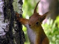 Spēle Cute squirrels slide puzzle