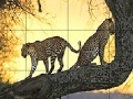 Spēle Big wild cats slide puzzle