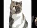 Spēle Cute cats - memory matching