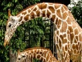 Spēle Giraffes in the forest slide puzzle