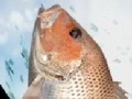 Spēle Sea fishing