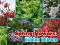 Spēle Spring Flowers: Hidden Objects