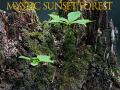 Spēle Mystic sunset forest