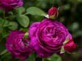 Spēle Purple Roses