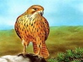 Spēle Birds of Prey Slide