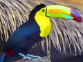 Spēle Toucan Bird Jigsaw