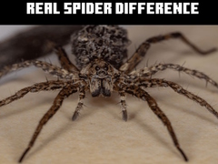 Spēle Real Spider Difference