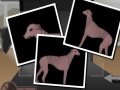Spēle Greyhound Tycoon