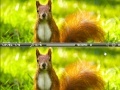 Spēle Squirrel difference
